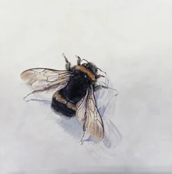 Bombus terrestris 11 (akryyli gessooidulle puulle)