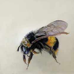 Bombus terrestris 1 (b), 2008 (akryyli puulle)