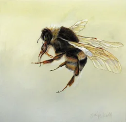 Bombus terrestris 4, 2011 (akryyli puulle)