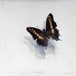 Charaxes castor, jättiläiskeisari, 2014 (akryyli gessooidulle puulle)