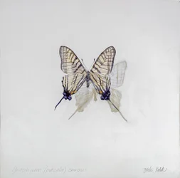 Graphium (Pazala) eurosus, 2014 (akryyli gessooidulle puulle)