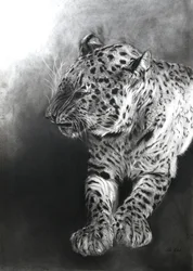 Panthera pardus 2, 2009 (hiili  conte Fabrianon paperille)