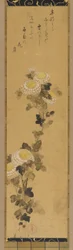 Krysanteemit, 1700-1800-luku.