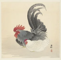 Kana ja kukko