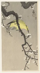 Kiinalainen oriole luumunkukan oksalla