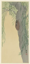 Cicada puussa