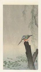 Kingfisher kannolla