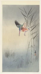 Kingfisher metsästää kaloja (väripuupiirros)