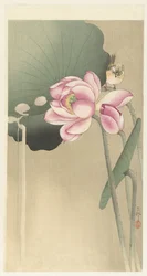 Songbird ja Lotus
