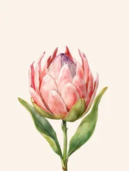 Vaaleanpunainen protea kukkii