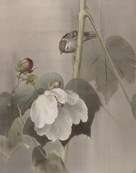 Cotton Rose Mallows in the Rain, n. 1891-92.