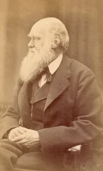 Muotokuva Charles Darwinista 72-vuotiaana, noin 1871 (albumiprintti)