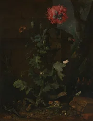 Asetelma, jossa unikko, hyönteisiä ja matelijoita, noin 1670.