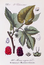 Mustan mulperipuun (Morus nigra) lehdet ja hedelmät, Otto Wilhelm Thomen (1840-1925) taide Flora von Deutschlandista, Österreich und der Schweizistä (Saksan, Itävallan ja Sveitsin kasvisto)