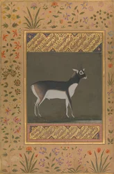 Intianantilooppi, lehti Shah Jahan Albumista, etupuoli: noin 1615-20, kääntöpuoli: noin 1530-50.