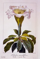 Chalice Vine, pubi. 1836.
