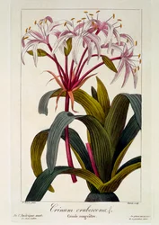 Punastuvat hiukset, pubi. 1836
