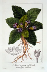 Mandrake: Mandragora officinarum, pubi. 1836