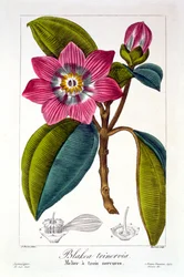 Melier, pub. 1836. finlandès