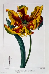 Tulppaani "Flaming Parrot", pub. 1836.