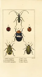 Callidium longipes 1, leppäkertut, Jauravia dorsalis 2, Coccinella septempunctata 3, kirppukuoriaiset, Altica cincta 4, Altica emarginata 5 ja Altica chrysis 6