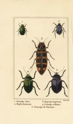 Koirakuoriainen, Chrysochus auratus 1, Hoplia argentea 2, banksia jalokivikuoriainen, Cyrioides imperialis 3, Eumolpus fulgidus 4 ja Eumolpus surinamensis 5