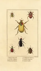Dytiscus bimaculatus 1, skarabee 2, turilas, Melolontha melolontha 3, sylkikuoriainen 4, Carabus sexpunctatus 5 ja Omophron limbatum 6