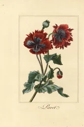 Unikon, pavot, papaver rhoean hybridilajike