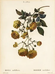Multiflora ruusu tai japanilainen ruusu, Rosa multiflora, Rosier multifore