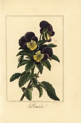 Orvokki, pensee, Viola tricolor var.