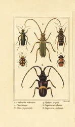 Espanjanperhokuoriainen, Lytta vesicatoria 1
