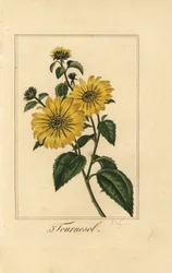 Auringonkukka, tournesol, Helianthus annuus
