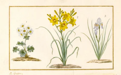 Annemone, Hemerocale ja Iris (yksityiskohta) (grafiitti, wc ja vartaloväri vellum)
