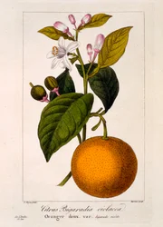 Makea appelsiini: Citrus sinensis var. Bigaradia violacea, 1836 (käsinvärinen kaiverrus)