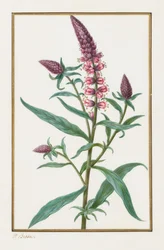 Nimetön, 1828-1835.