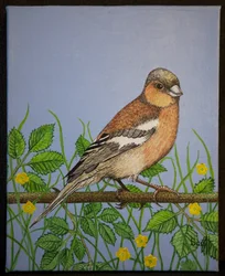 Chaffinch, 2016