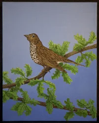 Mistle Thrush, 2016