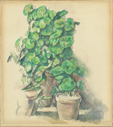 Pelargonit
