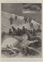 Turkikset Euroopan markkinoille, sinetin vangitseminen