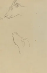 Lehmän pää [recto]