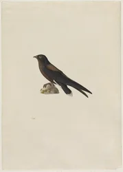 Piikkipyrstökiitäjä (Hirundapus caudaculus)