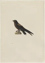 Piikkipyrstökiitäjä, Hirundapus caudacutus, 1800-luku.