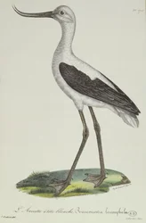 Valkopäinen avoketti, 1800-luvun alku (värikaiverrus)