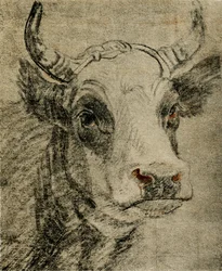Eläinkoe
