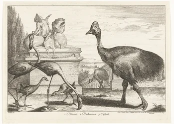 Kasuat, violetti noki ja flamingot 1. Bleuets 2 Becharoux 3. Casuels (otsikko esineessä) Birds from the Menagerie of Versailles (sarjan nimi)