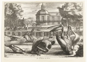 pelikaanit des Pelicans de Mere (otsikko esineessä) Birds from the Menagerie of Versailles (sarjan nimi)