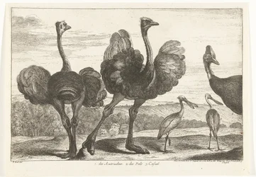 Strutsi, Cassowary ja Spoonbill 1. Autruches. 2. des Pals. c. rento Birds from the Menagerie of Versailles (sarjan nimi)