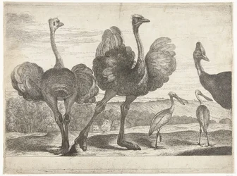 Strutsi, Cassowary ja Spoonbill Birds from the Menagerie of Versailles (sarjan nimi)