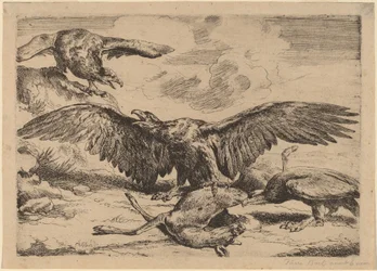 Kotkat