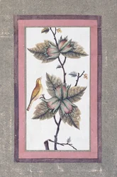 Lintu- ja kukkatutkimus, n. 1780